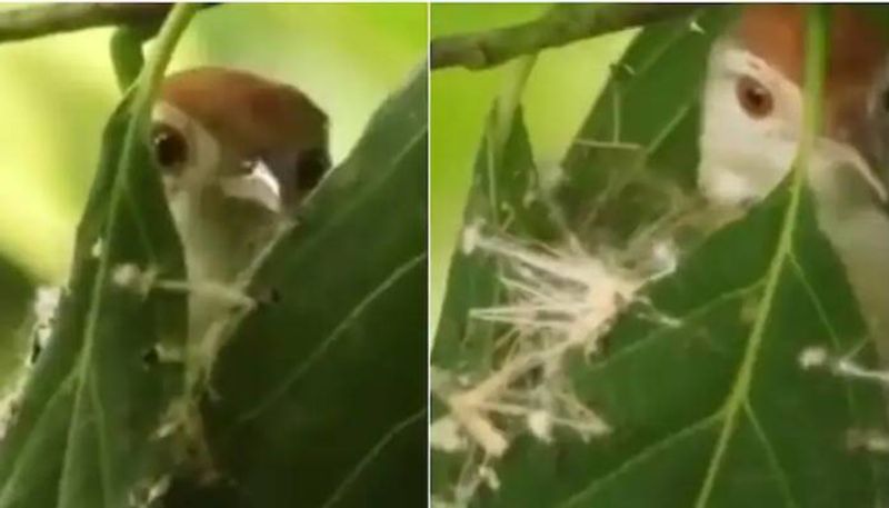 amazing video tailorbird weaving its nest