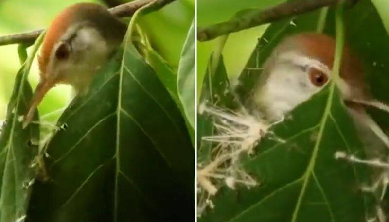 Rare video of tailorbird weaving its nest goes viral; leaves netizens amazed-tgy