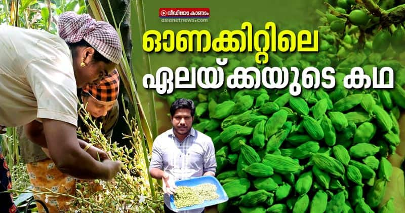 story of the queen of spices cardamom in onam kit