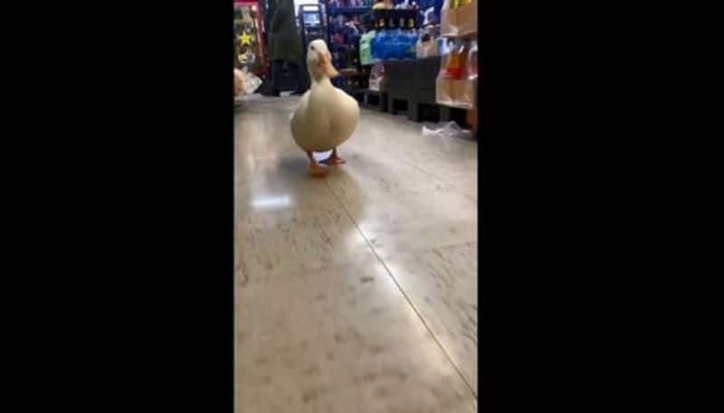 duck in s store viral video