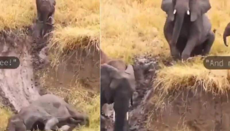 Viral Video of Baby Elephants Sliding in Mud and Playing With Their Family