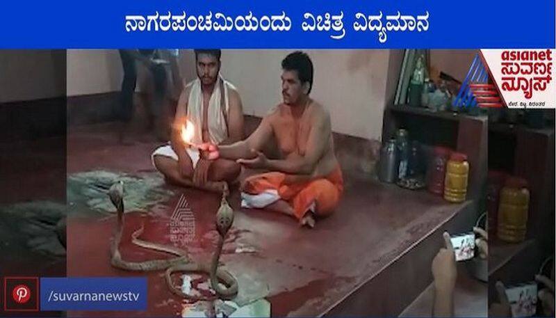 Udupi Puja To Real Cobra on Nagara Panchami Video Goes Viral mah