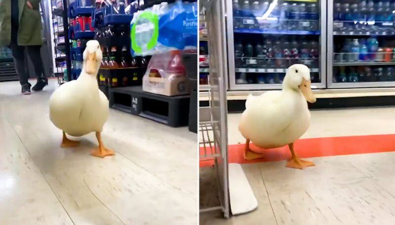 Adorable video of duck exploring a store will make your day; Watch video-tgy