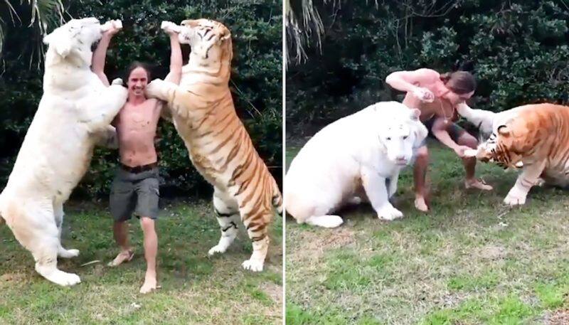 A man bottle-feeding two tigers have gone viral; leaves netizens amazed-tgy