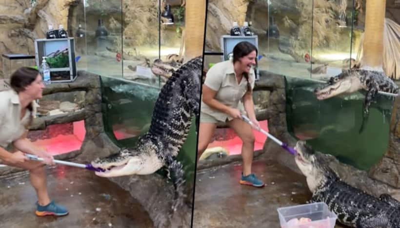 Alligator escapes from zoo enclosure during feeding time; watch video