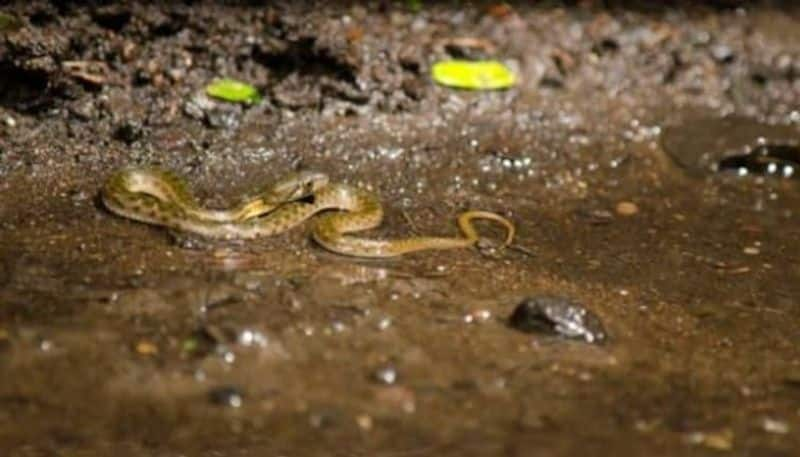 Snake bites man and He bites it back