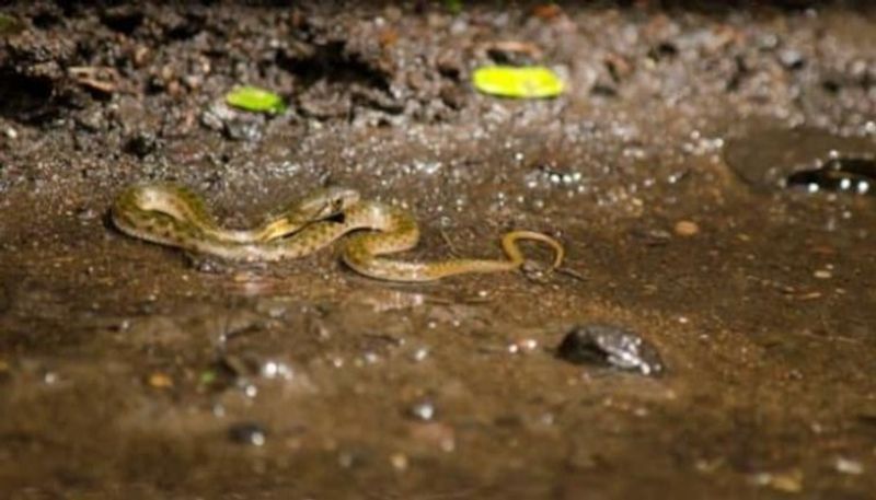 Snake bites man and He bites it back