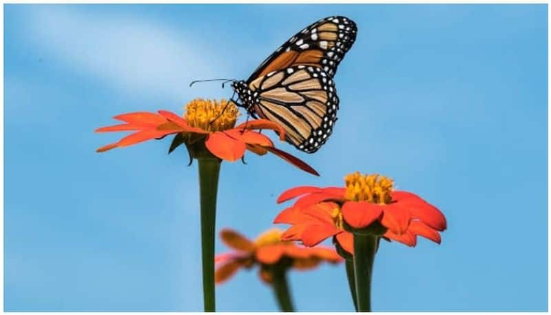 can apply for butterfly park in home and schools for students