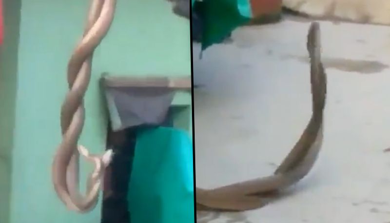 Are these snakes dancing or mating? Look at this viral video carefully - gps