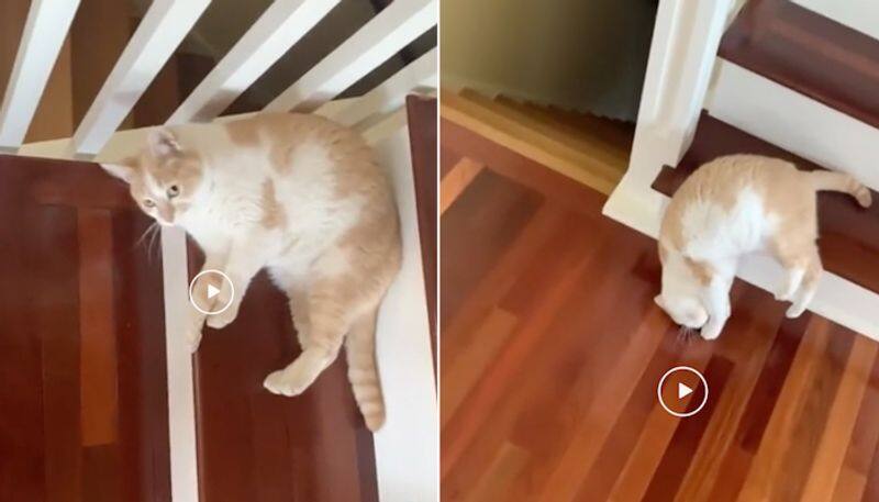 Cats adorable way of climbing down stairs leaves netizens in splits; watch the video-tgy