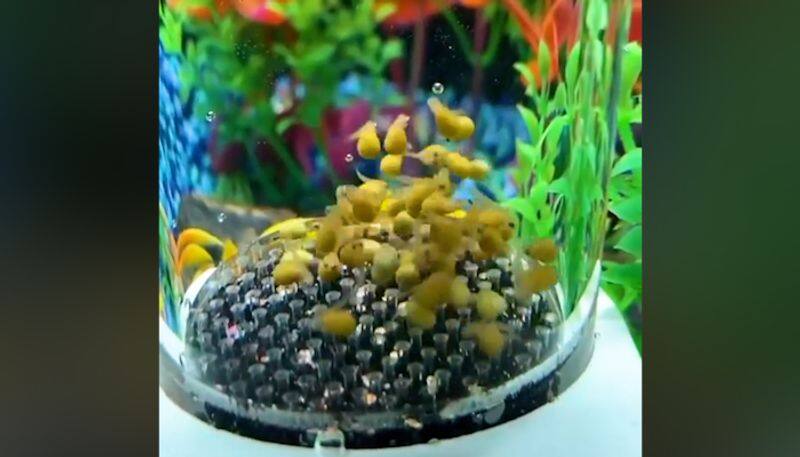 Watch tiny fishes bouncing on trampoline, cutest video will make your day-tgy