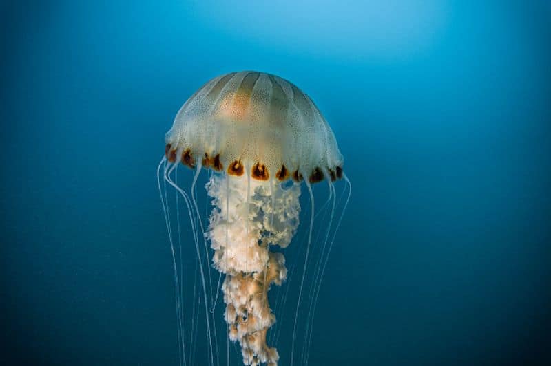 Oldest Known Jellyfish Fossil Ever Found Is Over 500 Million Years Old