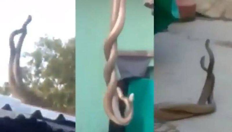 two snakes viral video