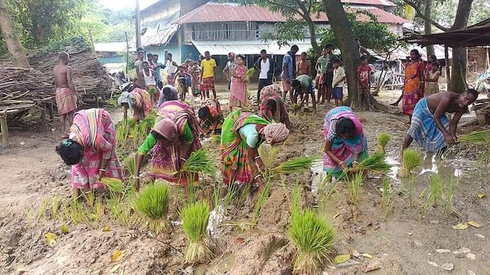 'পাকা রাস্তা চাই', রাস্তায় ধানের চারা পুঁতে বিক্ষোভ গ্রামবাসীদের