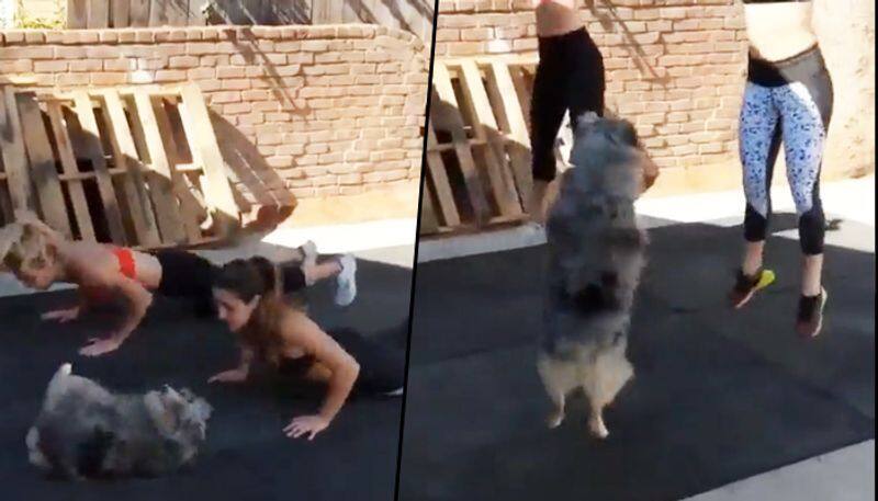 Dog working out with two girls; adorable video goes viral - gps