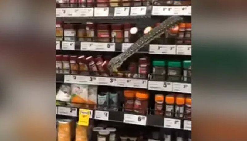 python spotted inside super market