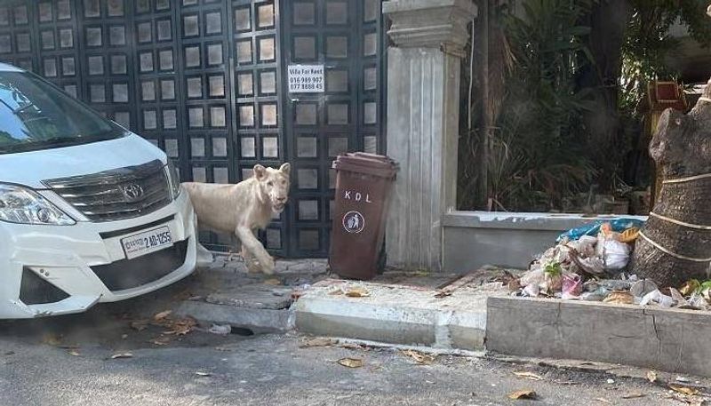 pet lion in street video viral