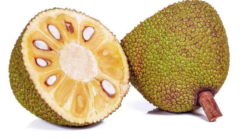 health benefits of jackfruit seeds