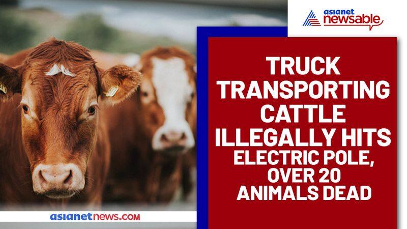 Truck transporting cattle illegally hits electric pole, over 20 animals dead - ycb