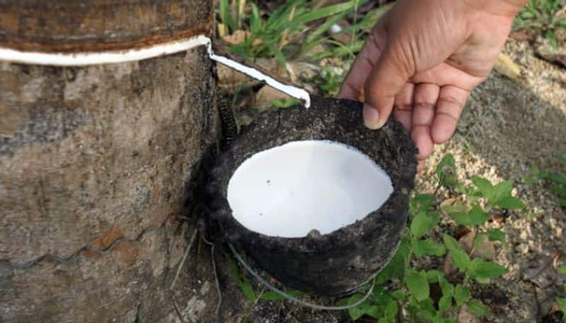 natural rubber price hike and reach highest rate in last eight years