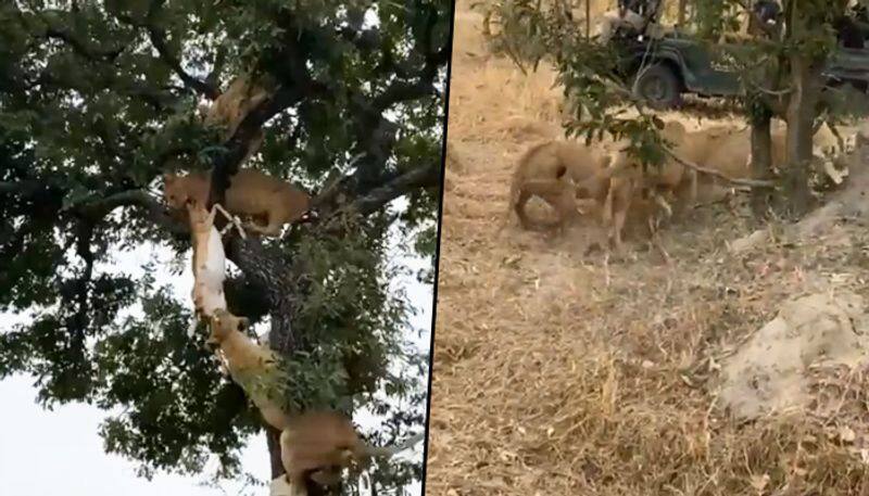 Six lions struggle for a deer in front of zoo visitors; watch video - gps