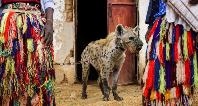 Hyena as pets a Nigerian experience