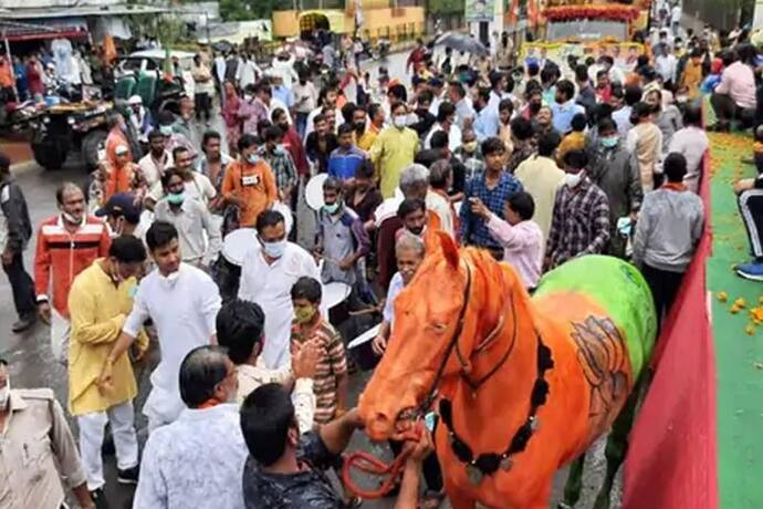 इस घोड़े के कारण विवादों में घिरी सिंधिया की जन आशीर्वाद यात्रा, नाराज हो गई मेनका गांधी की संस्था