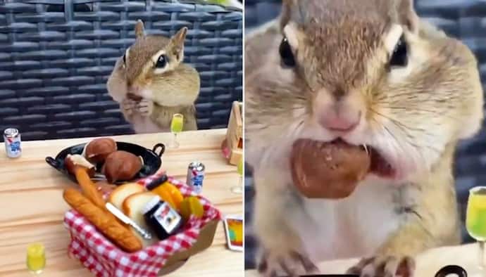 Squirrel binging on hazelnuts will make your day; watch the video