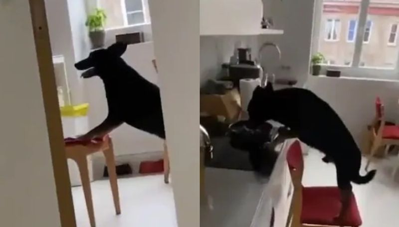 Clever dog caught stealing food from kitchen