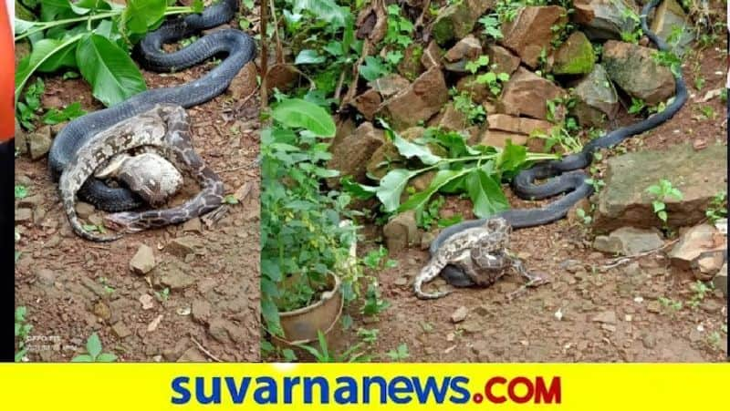 King Cobra Vs Python Fight in Karwar Leaves Public Stunned snr