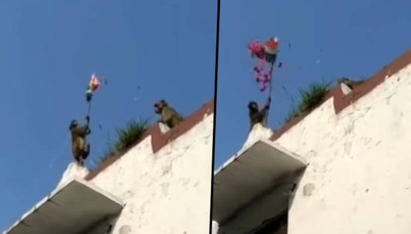 Monkeys hoist the tricolour on Independence day; watch viral video