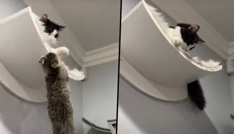 Cats fight reminds netizens the iconic scene from The Lion King; watch viral video - gps