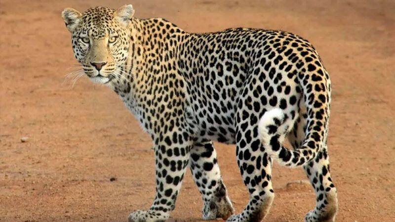 Forest Department Still Continue Cheetah Operation at Ron in Gadag grg