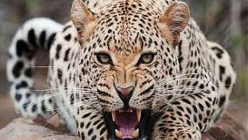 People Anxiety for Leopard Entered to House to House at Kumta in Uttara Kannada grg