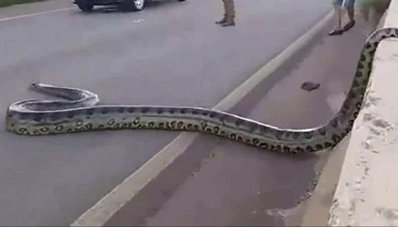 anaconda crossing road video goes viral