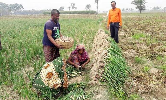 লক্ষ্য আমদানিতে নির্ভরশীলতা কমানো, মুর্শিদাবাদে পেঁয়াজ চাষে জোর সরকারের