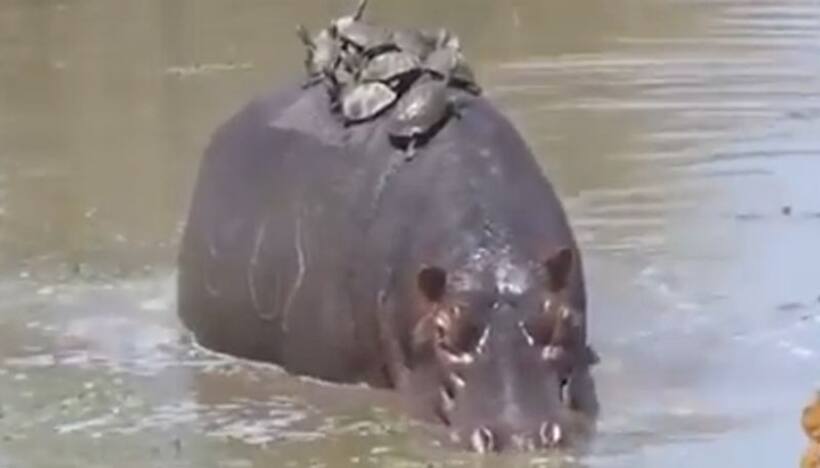 Turtles ride on hippo's back; Find out what happens next