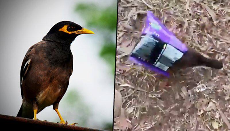 Myna gets caught inside snacks packet; the video has a crucial message (watch)  - gps