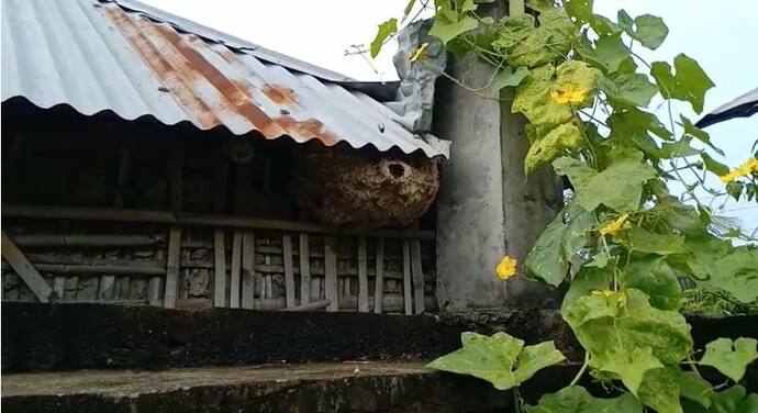 খেলার সময় চলে গিয়েছিল বিষাক্ত বোলতার চাকের কাছে, মৃত্যু শিশুর, অসুস্থ আরও ৩