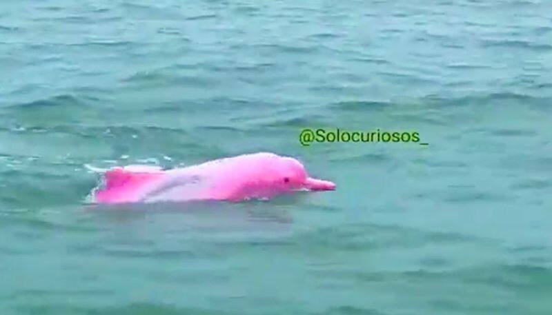 Ever seen a pink dolphin? Watch this amazing video-tgy