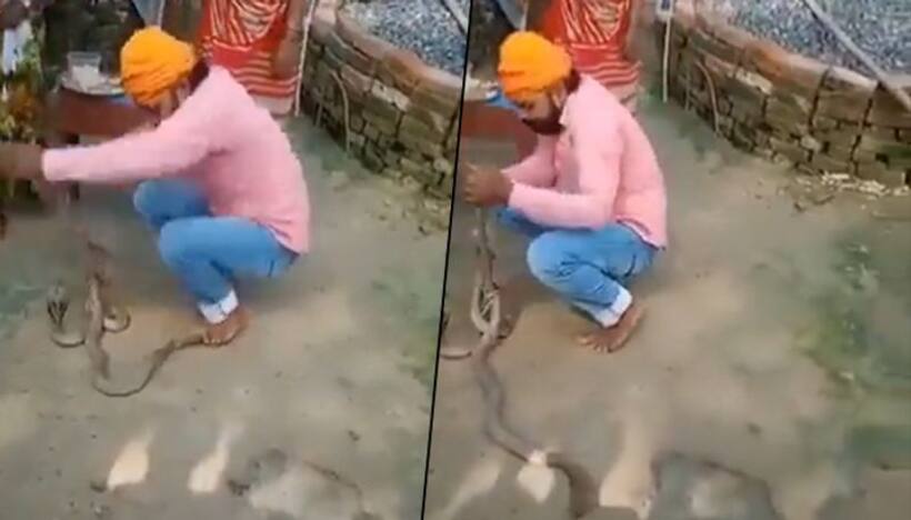 Man tries to tie rakhi to snakes on Raksha Bandhan, dies after it bites him; watch video