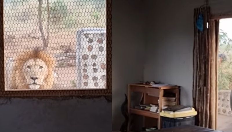 video in which a lion stands out of kitchen window