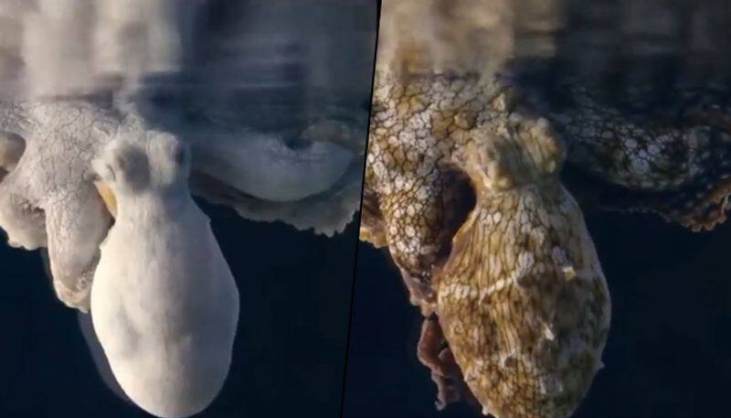 Octopus changes colours while dreaming, watch mesmerising video - gps