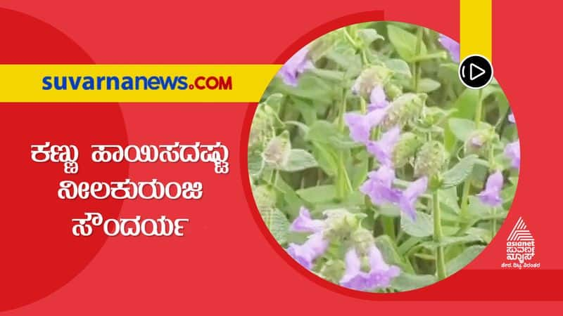 Neeli Kurunji special blue flowers bosoms in Kodagu dpl