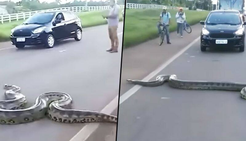 Traffic halts as giant anaconda cross the road; watch viral video - gps