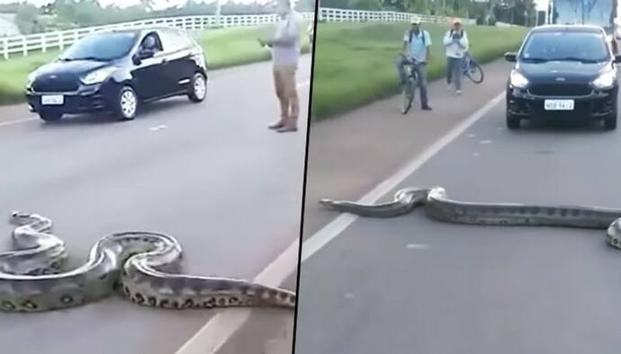 Video Of Anaconda: তরতরিয়ে রাস্তা পার হয়ে গেল অ্যানাকোন্ডা, তাই দেখেই অবাক নেটিজেনরা