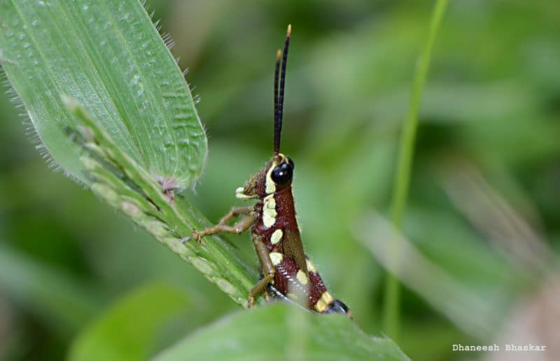 grasshopper name is Mopla British mind is to respect the indigenous people says the researcher Dhaneesh Bhaskar