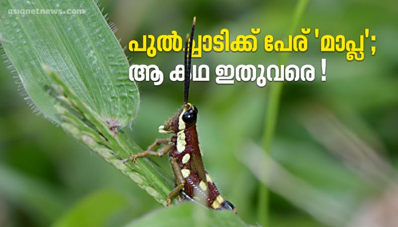 grasshopper name is Mopla British mind is to respect the indigenous people says the researcher Dhaneesh Bhaskar