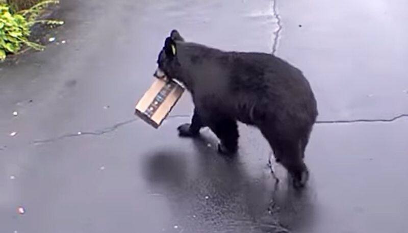 Woman records bear stealing an Amazon package from the front of her house - gps