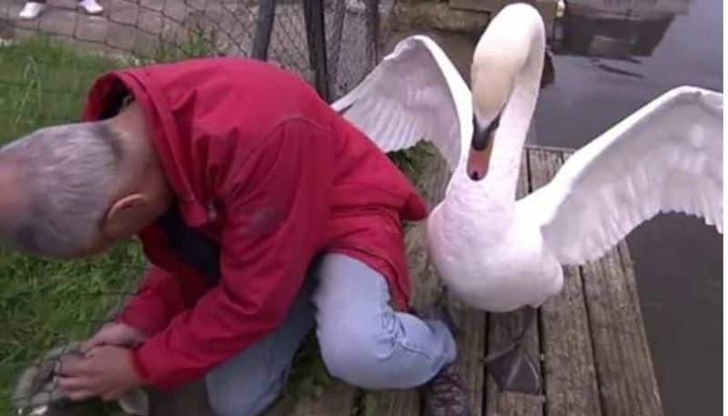 man trying to rescue a baby swan father swan keeps roaming around